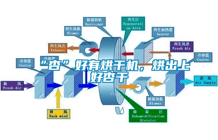 “杏”好有烘干機(jī)，烘出上好杏干